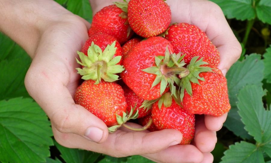 Simbolna, dekorativna slika: sezonska dela v kmetijstvu. Kupček nabranih rdečih jagod v dlaneh.