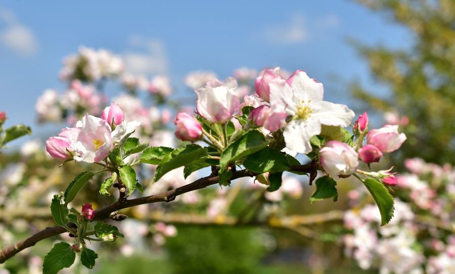Vejica cvetoče jablane, s cvetovi rožnato-bele barve, v ozadju drevesa in sončno nebo